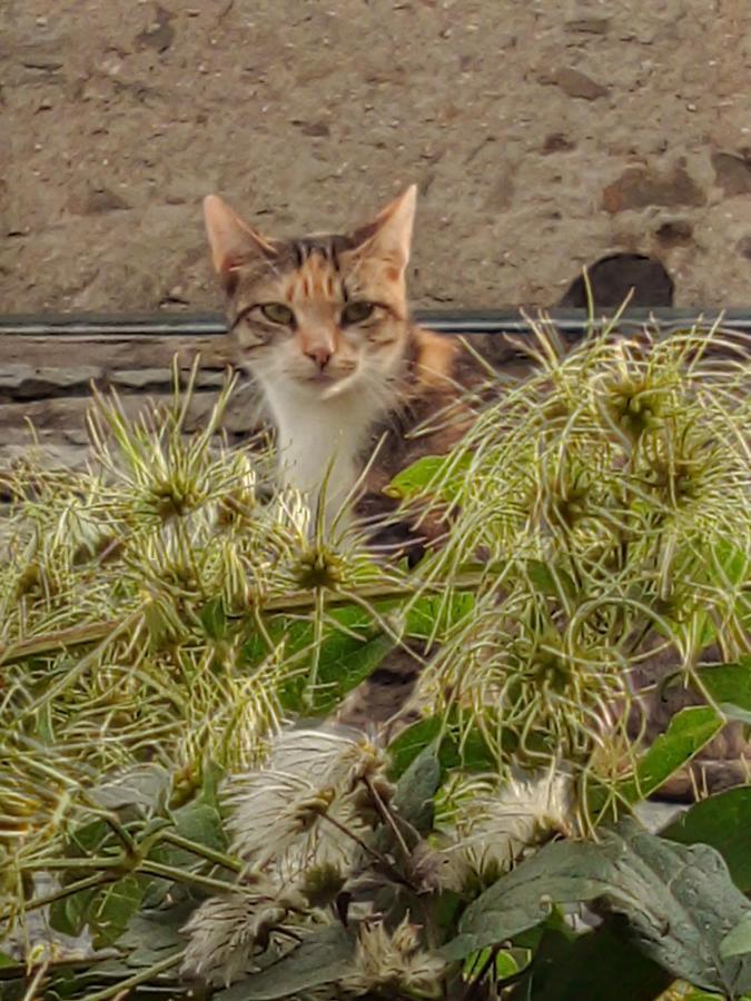 Il Cassero Pomaretto Luaran gambar